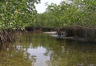 Mangroves du Sénégal - image iucn